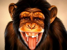 Monkey Shines