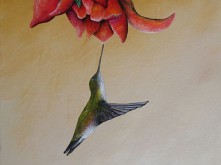 Hummingbird DMH008