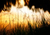Sunset Grasses at Willow Pond
