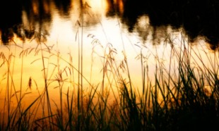 Sunset Grasses at Willow Pond